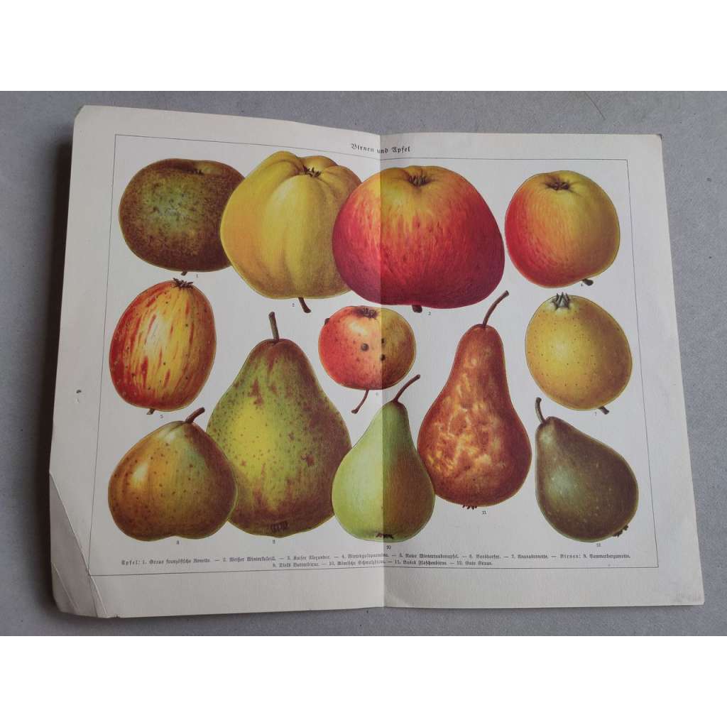 Jablko, hruška - Apfel, Birnen - barevná chromolitografie cca 1890, grafika, nesignováno