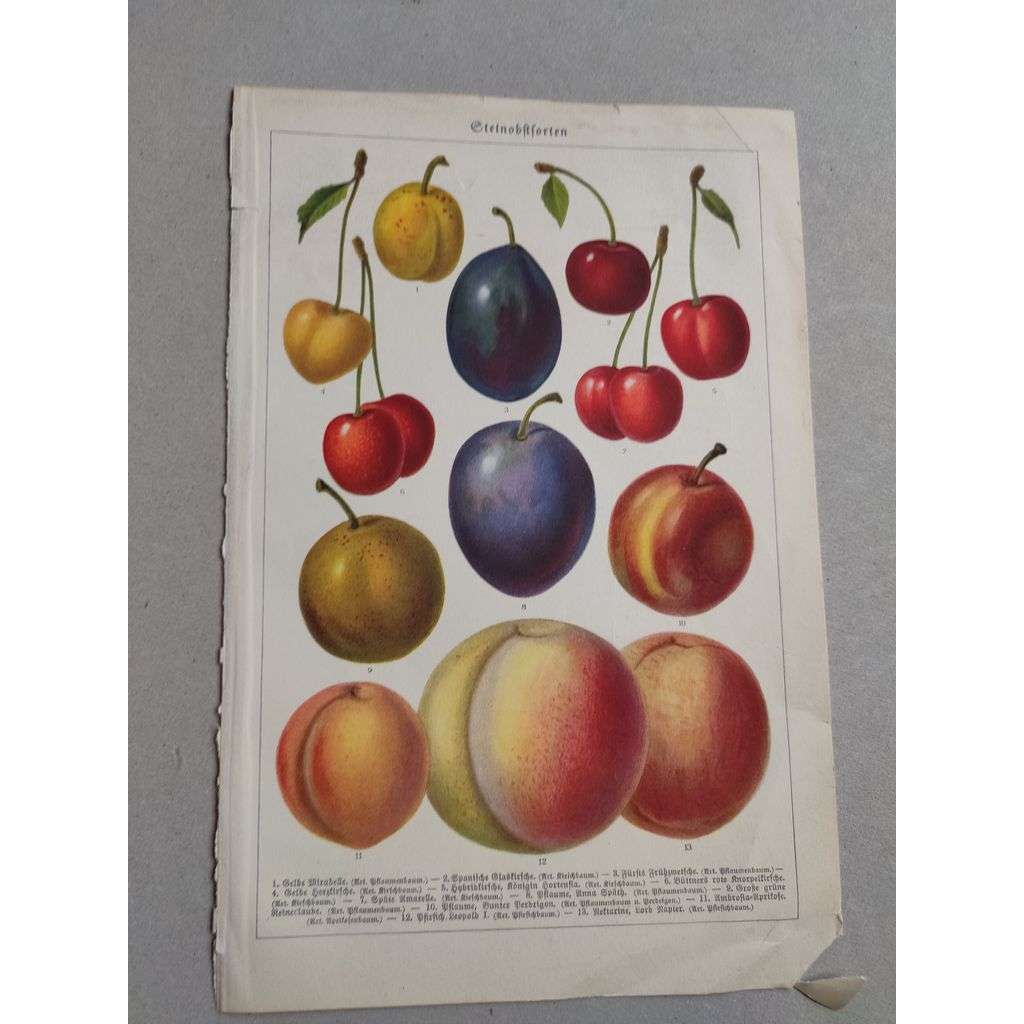 Mirabelka, švestka, třešeň - Belbe Mirabelle, Pflaume, Kirsche - barevná chromolitografie cca 1890, grafika, nesignováno