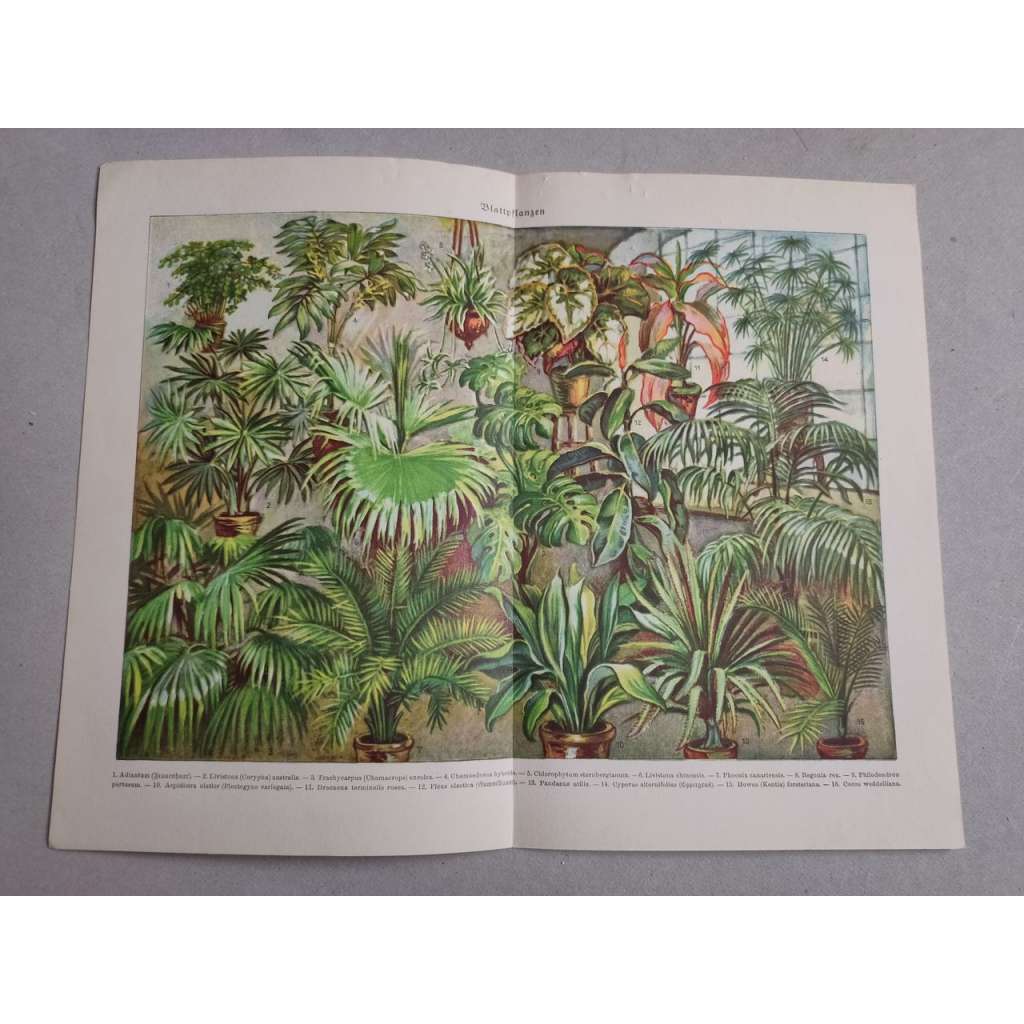 Dracena, fikus, begonie, kokos - Draceana, Ficus, Adiantum, Livistona, Begonia, Cocos - barevná chromolitografie cca 1890, grafika, nesignováno