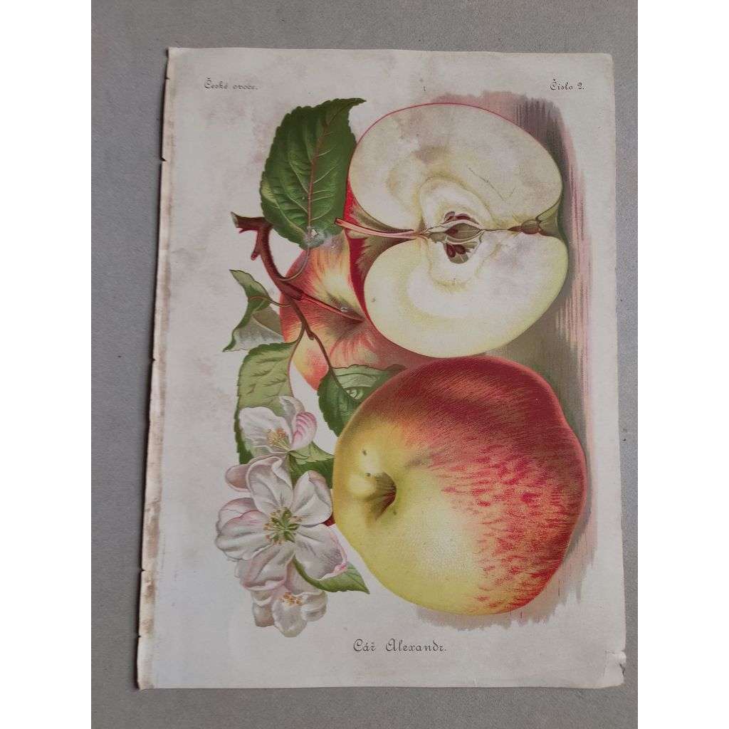 Jablko Car Alexandr - Cár Alexandr - barevná chromolitografie cca 1890, grafika, nesignováno