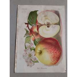 Jablko Car Alexandr - Cár Alexandr - barevná chromolitografie cca 1890, grafika, nesignováno