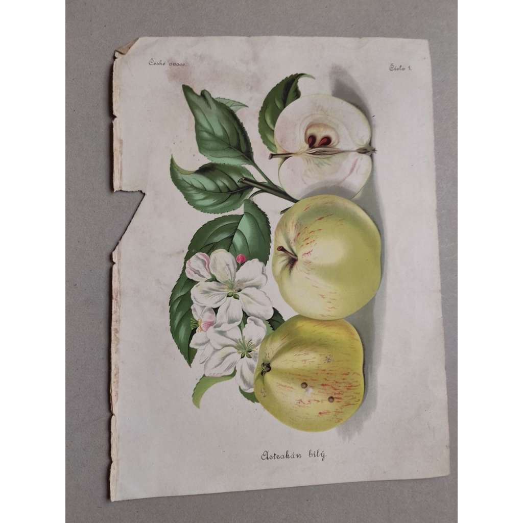 Jablko Astrachan bílý - Astrakán bílý - barevná chromolitografie cca 1890, grafika, nesignováno