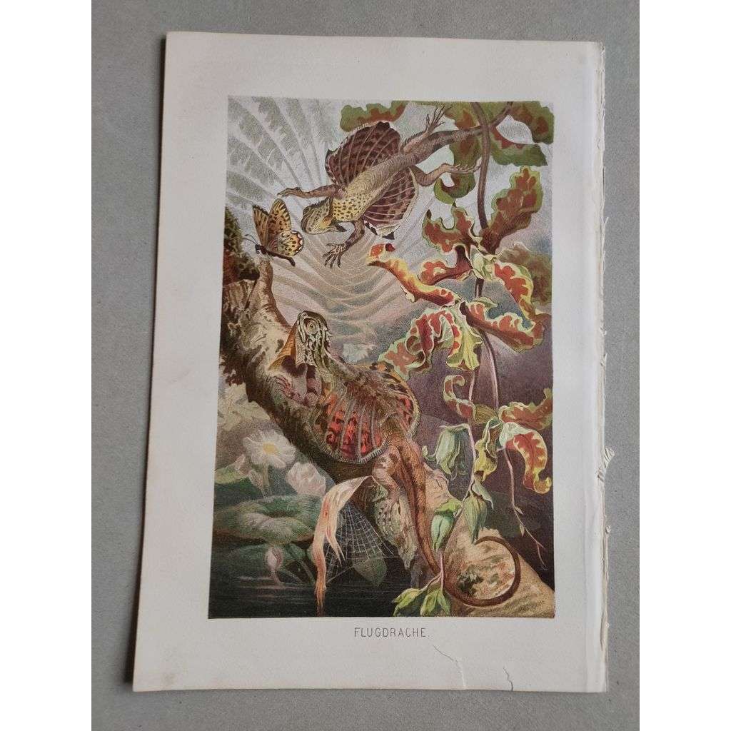 Látající ještěrka - Flugdrache - barevná chromolitografie cca 1890, grafika, nesignováno