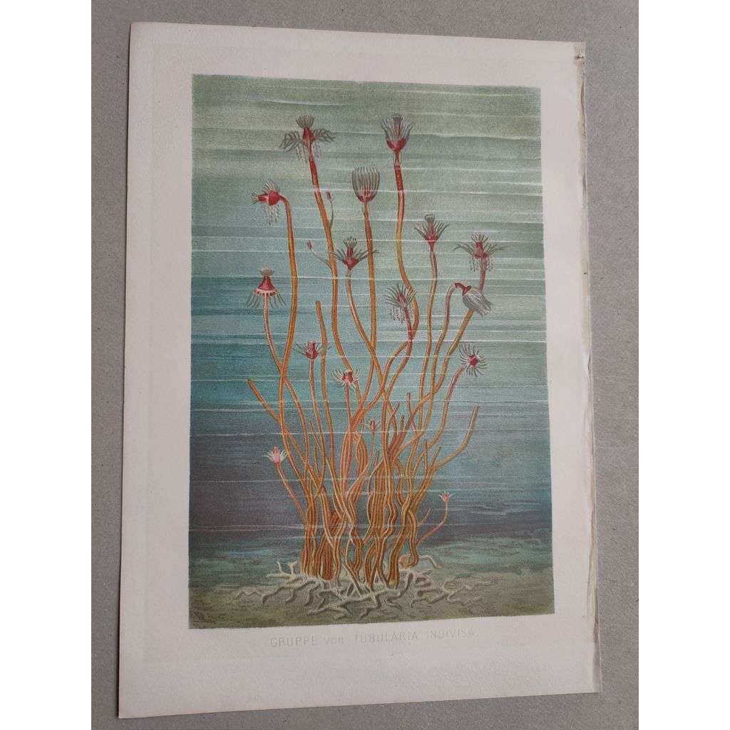 Hydromedúzka nedělená - Tubularia Indivisa - barevná chromolitografie cca 1890, grafika, nesignováno