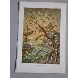 Jepice - Eintagsfliege - barevná chromolitografie cca 1890, grafika, nesignováno