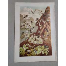 Poletující hmyz, moucha, mouchy - Herrschaft Der Fliegen - barevná chromolitografie cca 1890, grafika, nesignováno