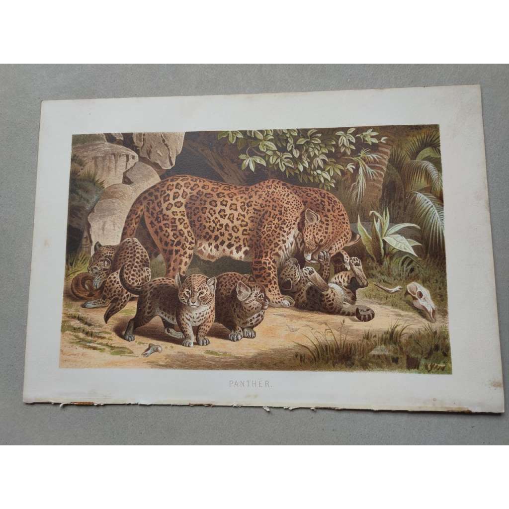 Panter - Panther - barevná chromolitografie cca 1890, grafika, nesignováno