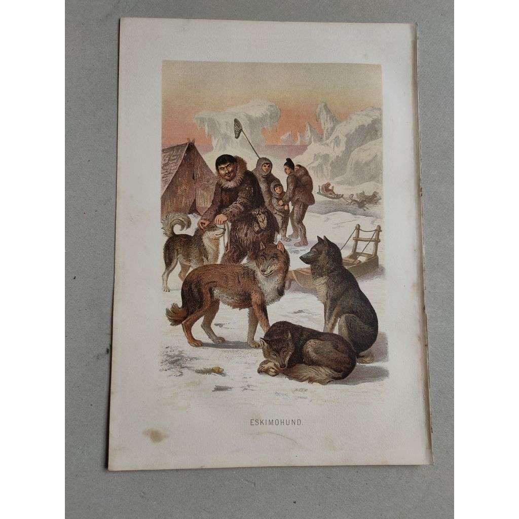 Eskymácký pes - Eskimohund - barevná chromolitografie cca 1890, grafika, nesignováno