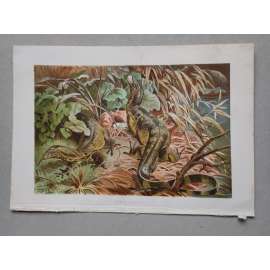 Varan skvrnitý - Bindenwaran - barevná chromolitografie cca 1890, grafika, nesignováno