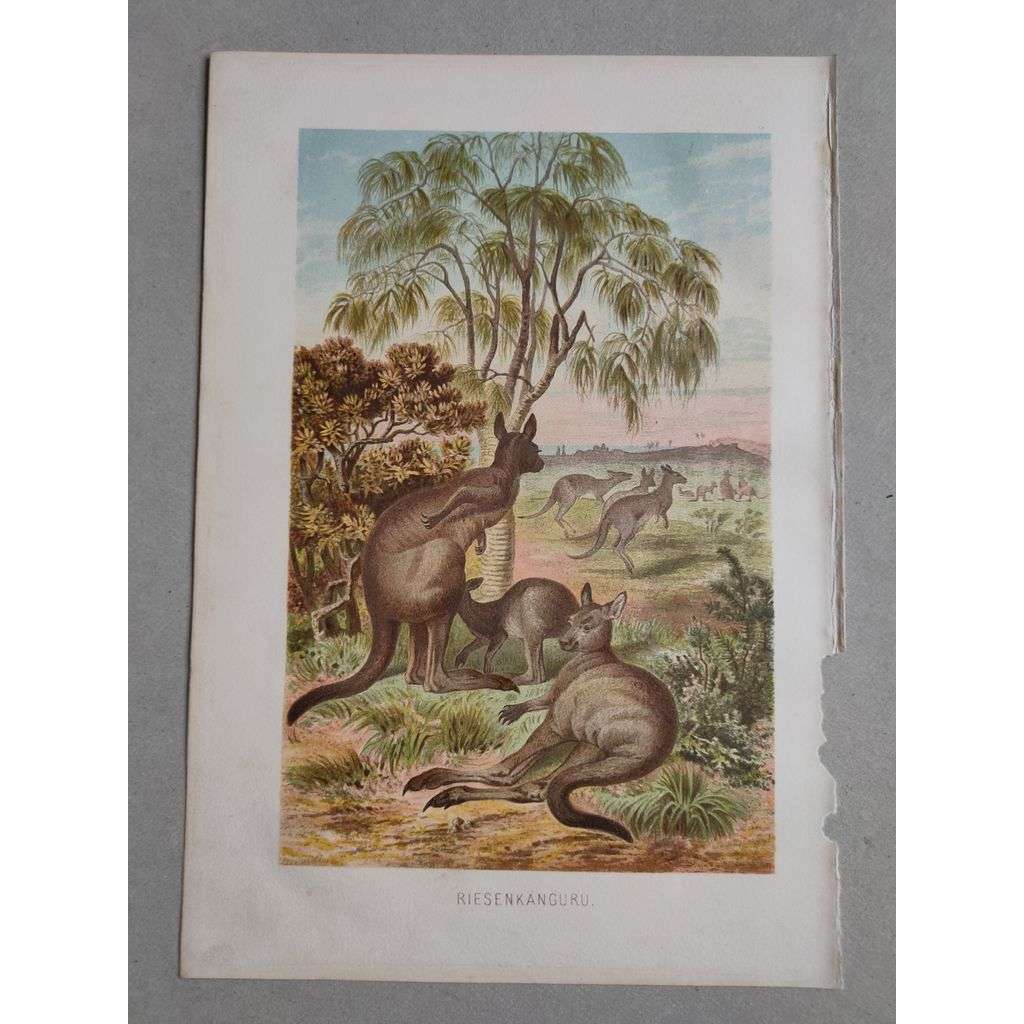 Klokan - Reisenkänguru - barevná chromolitografie cca 1890, grafika, nesignováno