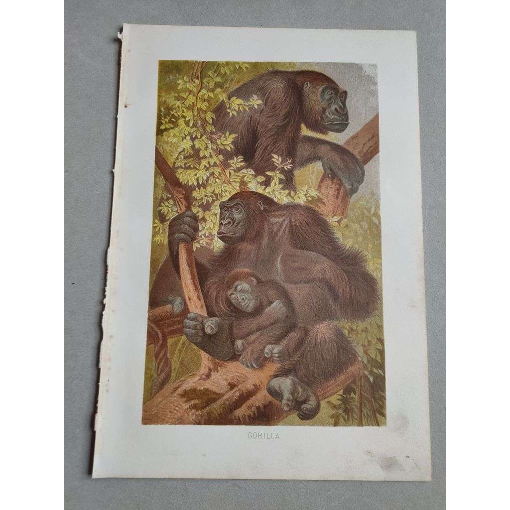 Gorila [opice] - Gorilla - barevná chromolitografie cca 1890, grafika, nesignováno