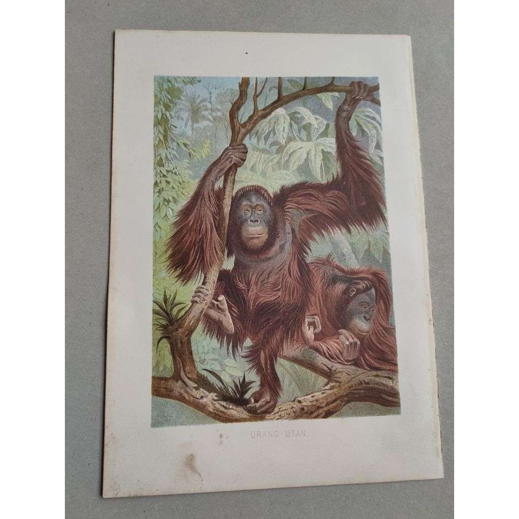 Orangutan [opice] - Orang-Utan - barevná chromolitografie cca 1890, grafika, nesignováno