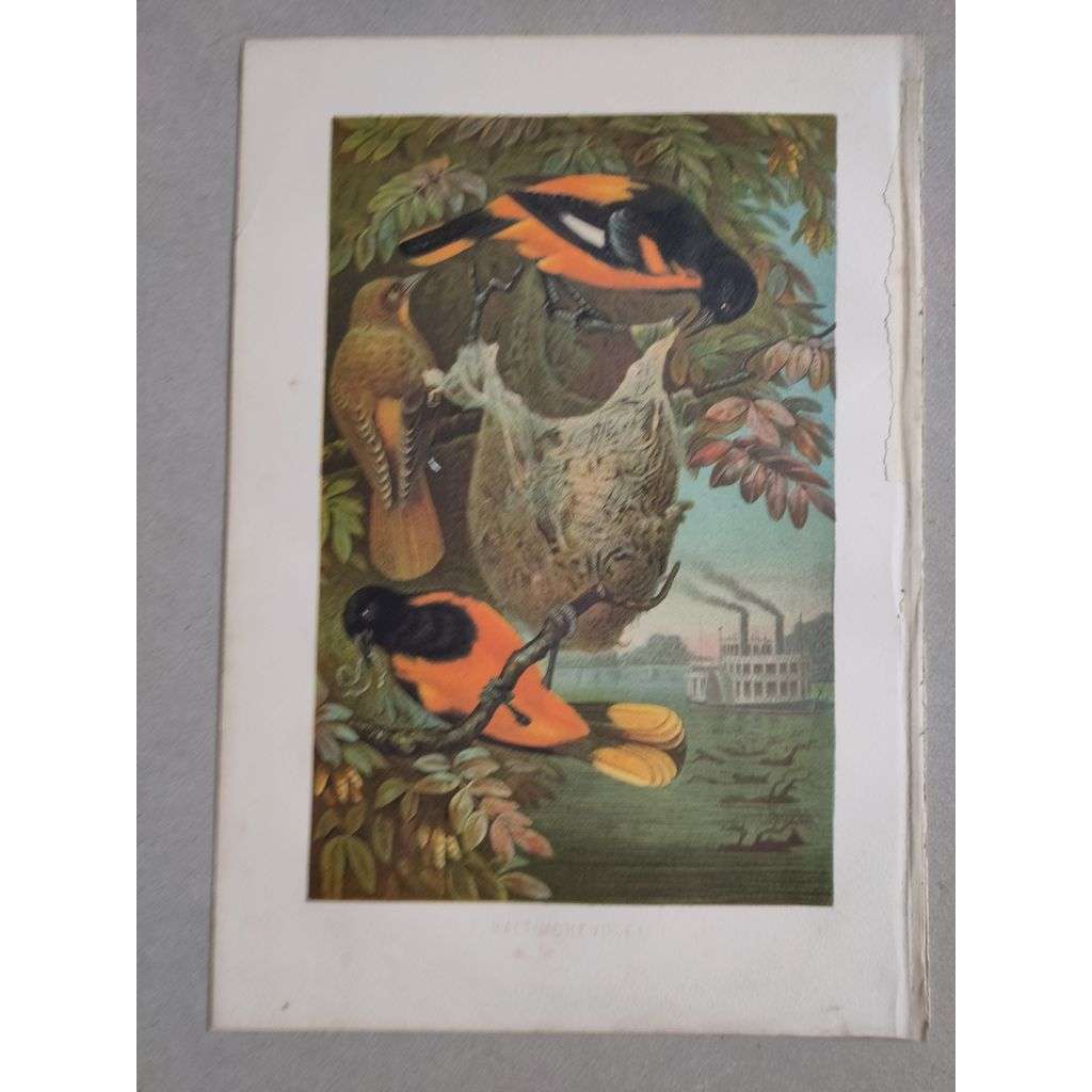Trupiál baltimorský [pták, pěvci] - Baltimorevogel - barevná chromolitografie cca 1890, grafika, nesignováno