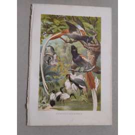 Lejskovec africký [pták] - Paradiesfliegenfänger - barevná chromolitografie cca 1890, grafika, nesignováno