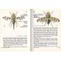 Kapesní atlas dvoukřídlého hmyzu (hmyz)