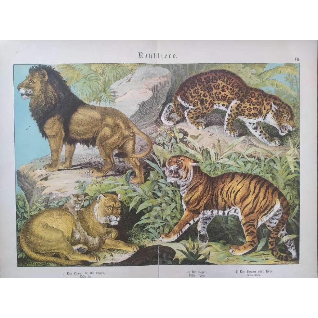 Savci - Predátoři: Lev, Tygr...