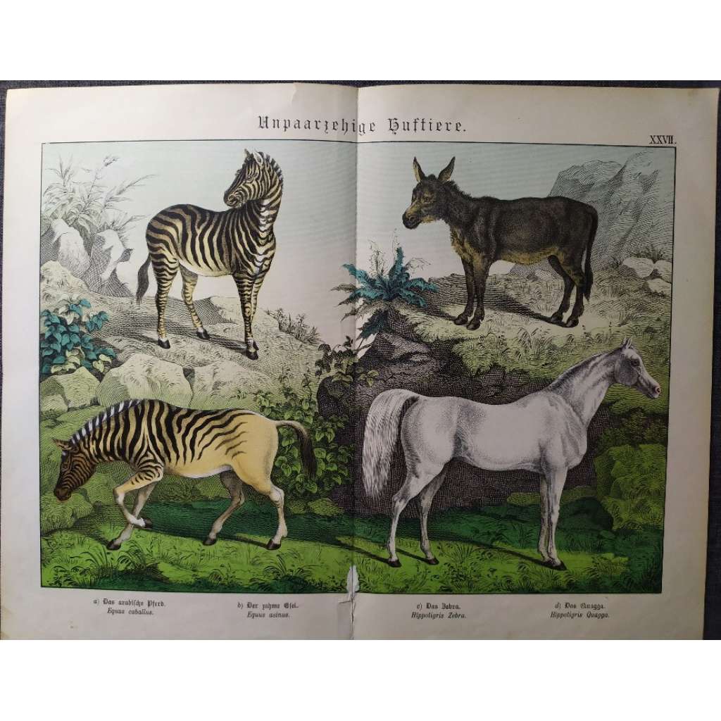 Savci - Lichokopytníci: Zebra stepní...