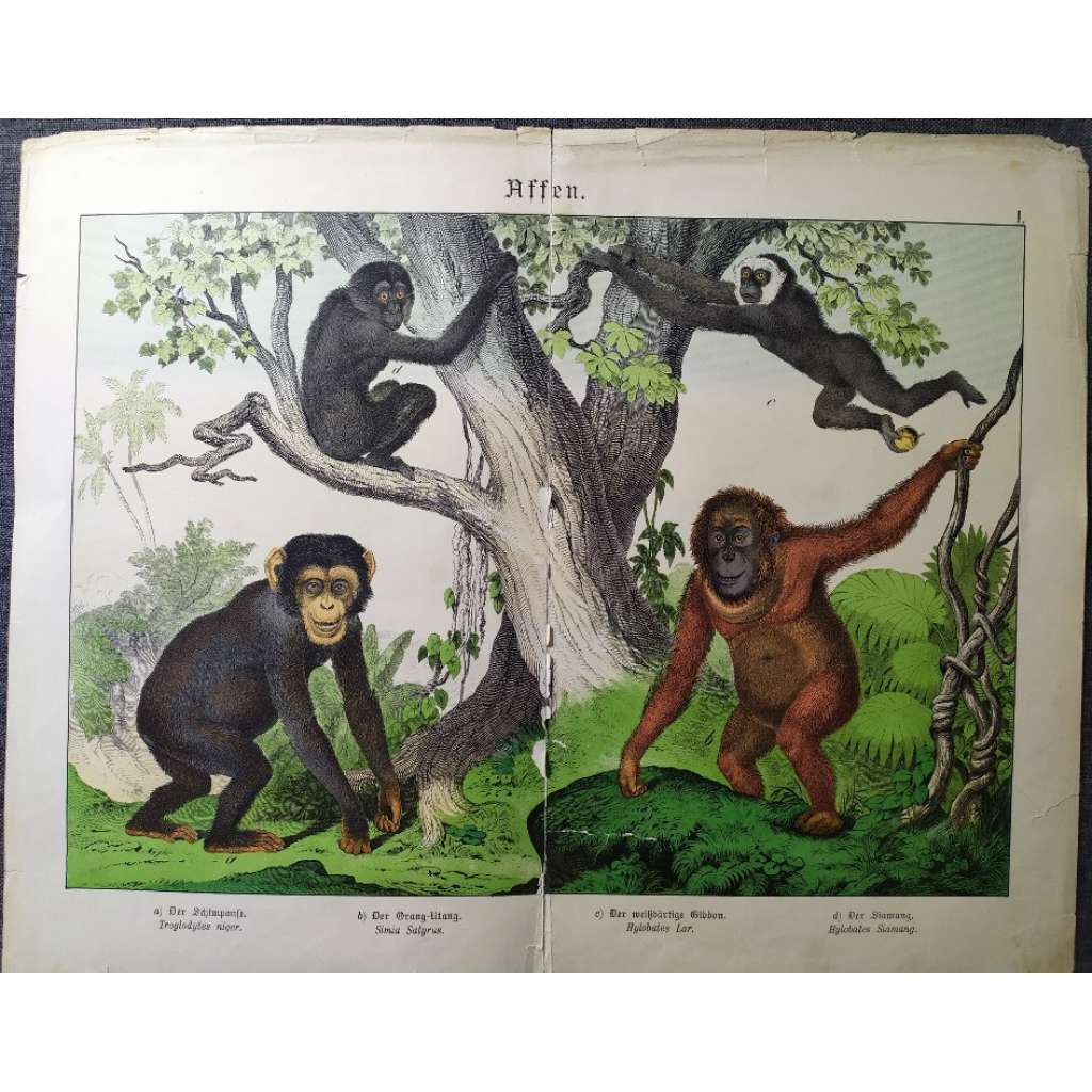 Savci - Primáti: Šimpanz, Orangutan...