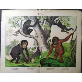 Savci - Primáti: Šimpanz, Orangutan...