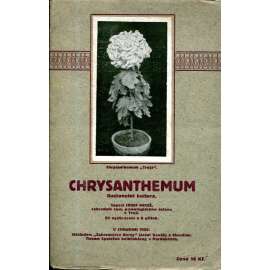 Chrysanthemum