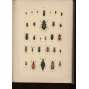 Brouci [hmyz + 20 barevných tabulí] Soustavný popis nejdůležitějších českých brouků s návodem, kterak zakládati sbírky brouků´v