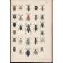 Brouci [hmyz + 20 barevných tabulí] (POŠKOZENO) Soustavný popis nejdůležitějších českých brouků s návodem, kterak zakládati sbírky brouků´v