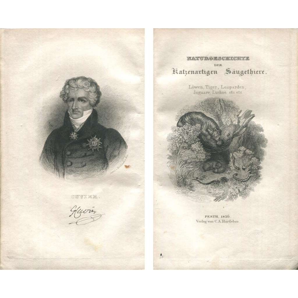 Säugethiere. Erster Theil. Das Katzengeschlecht [1836; kočkovité šelmy; rytiny; ilustrace; chromolitografie; zoologie]