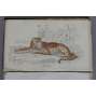 Säugethiere. Erster Theil. Das Katzengeschlecht [1836; kočkovité šelmy; rytiny; ilustrace; chromolitografie; zoologie]