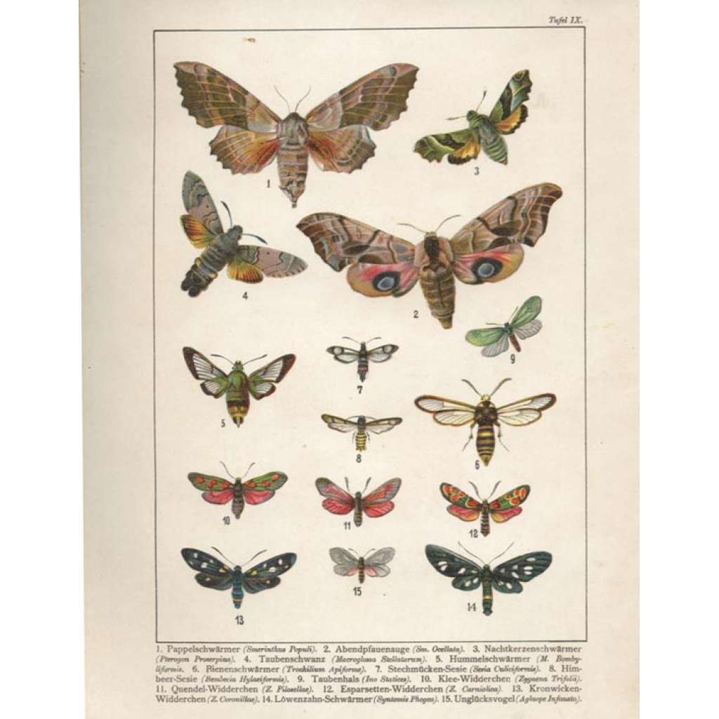 Europas bekannteste Schmetterlinge. ... [motýli, litografie, sběratelství]