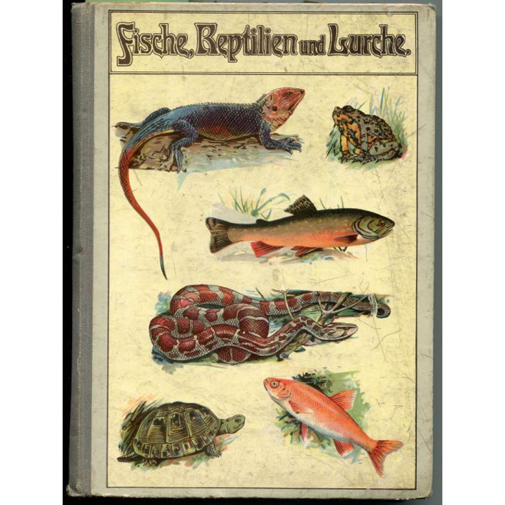 Fische, Reptilien und Lurche. 226 Abbildungen auf 30 Tafeln und 3 Textabbildungen [přírodopis, ryby, reptilie, obojživelníci, litografie]