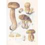 Kapesní atlas hub [houby našich lesů, houbaření, barevné ilustrace, obrazový atlas]
