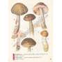 Kapesní atlas hub (houby)