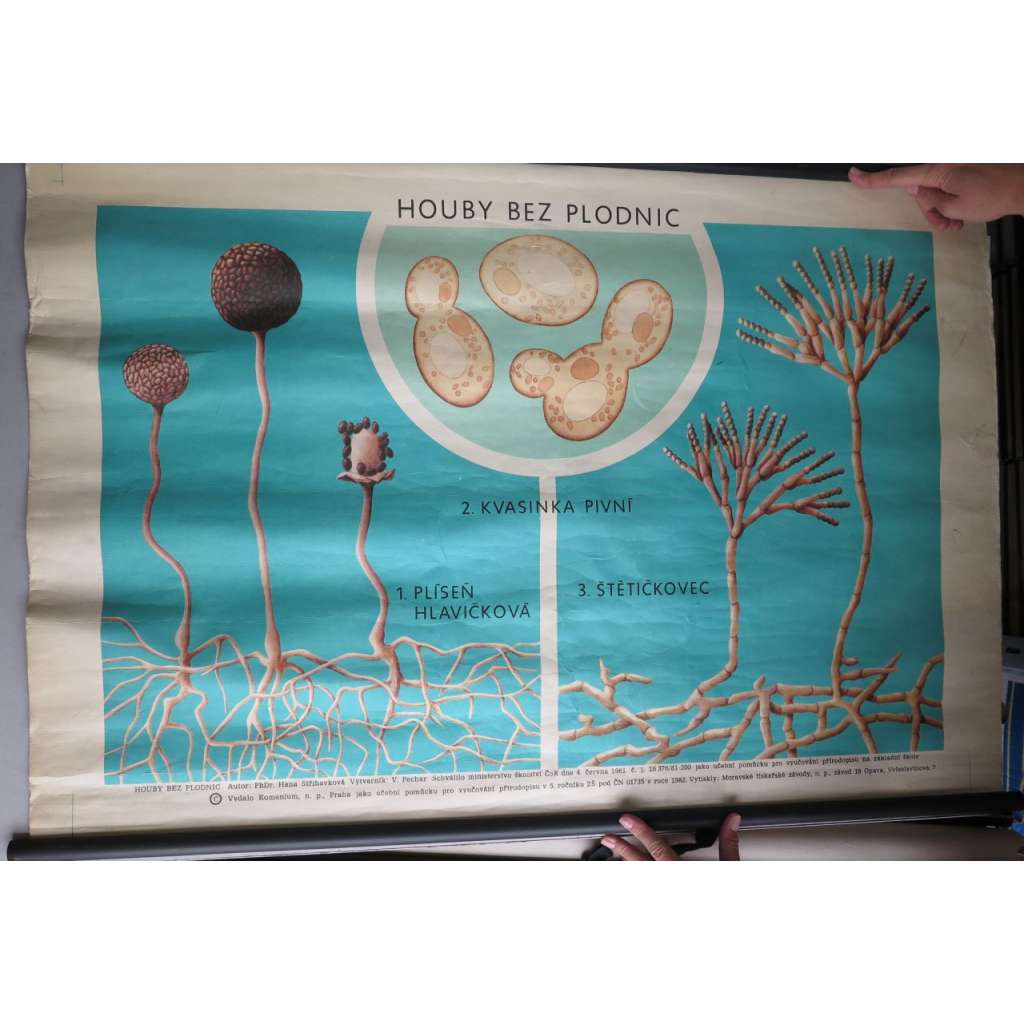 Houby bez plodnic- kvasinka pivní a plíseň - přírodopis - školní plakát, výukový obraz