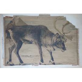 Sob, jelen - přírodopis -  školní plakát