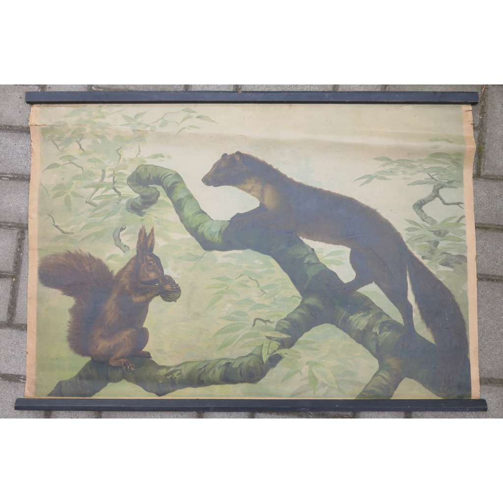 Kuna a veverka - přírodopis - školní plakát