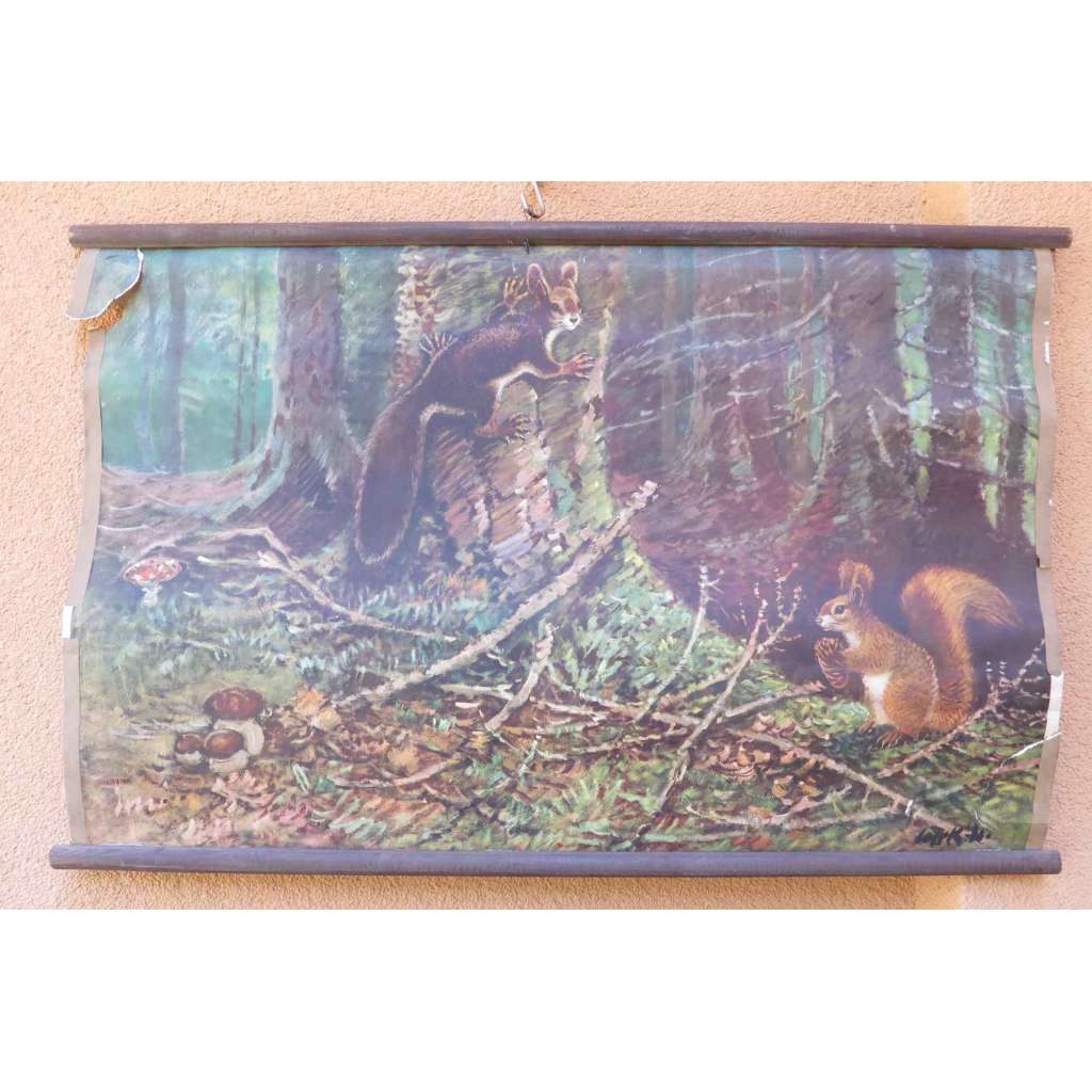 Veverky v lese, veverka - školní plakát, výukový obraz - Lolek Stanislav (pošk.)