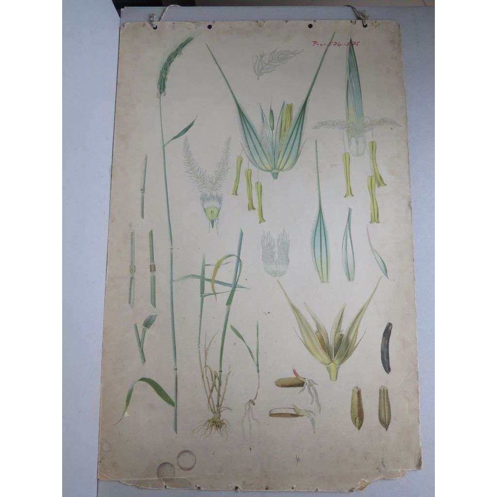 Luční trávy - byliny - přírodopis - školní plakát