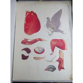 Holub - části těla - ptáci - školní plakát