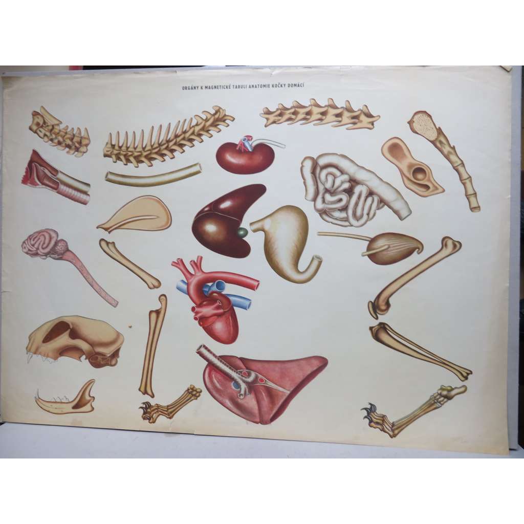 Kočka - anatomie - části těla - přírodopis - školní plakát