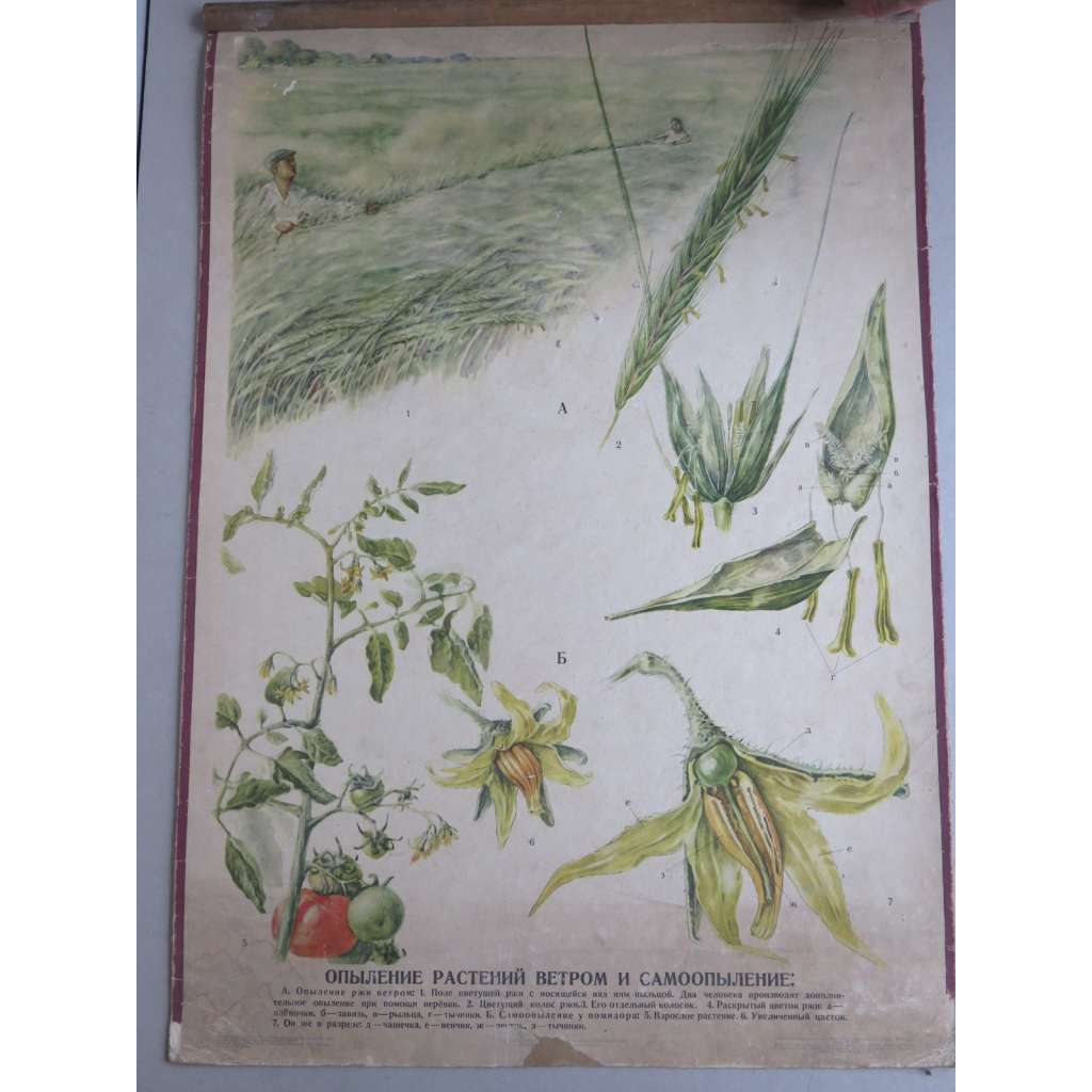 Opylení rostlin větrem a samoopylení - obrazy rostlin - přírodopis - školní plakát