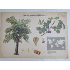 Fíkovník smokvoň - stromy - školní plakát (pošk.)