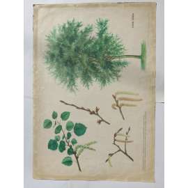 Topol osika - stromy - přírodopis - školní plakát