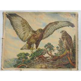 Dravci - Káně - ptáci- přírodopis - školní plakát