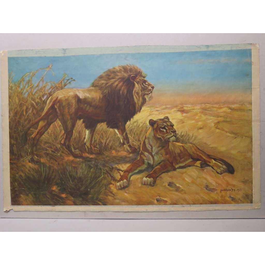 Lev a lvice - zvířata - přírodopis - školní plakát