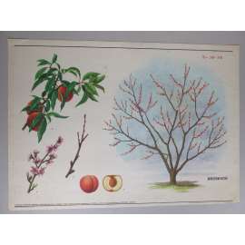 Broskvoň, broskev - ovocné stromy - přírodopis - školní plakát