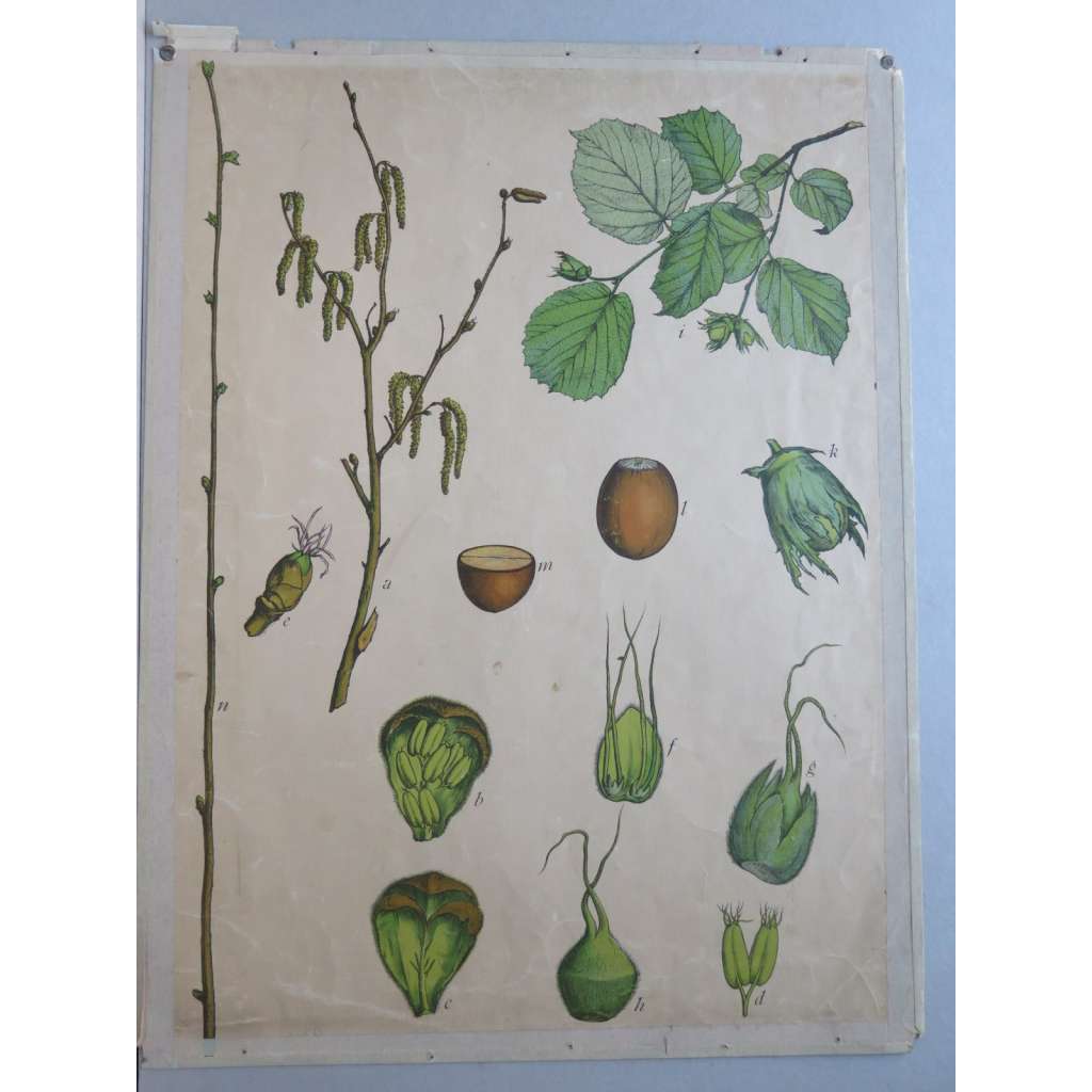 Líska obecná - strom, keř - rostliny - přírodopis - školní plakát - výukový obraz - lískový ořech