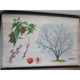 Broskvoň - stromy - přírodopis - školní plakát