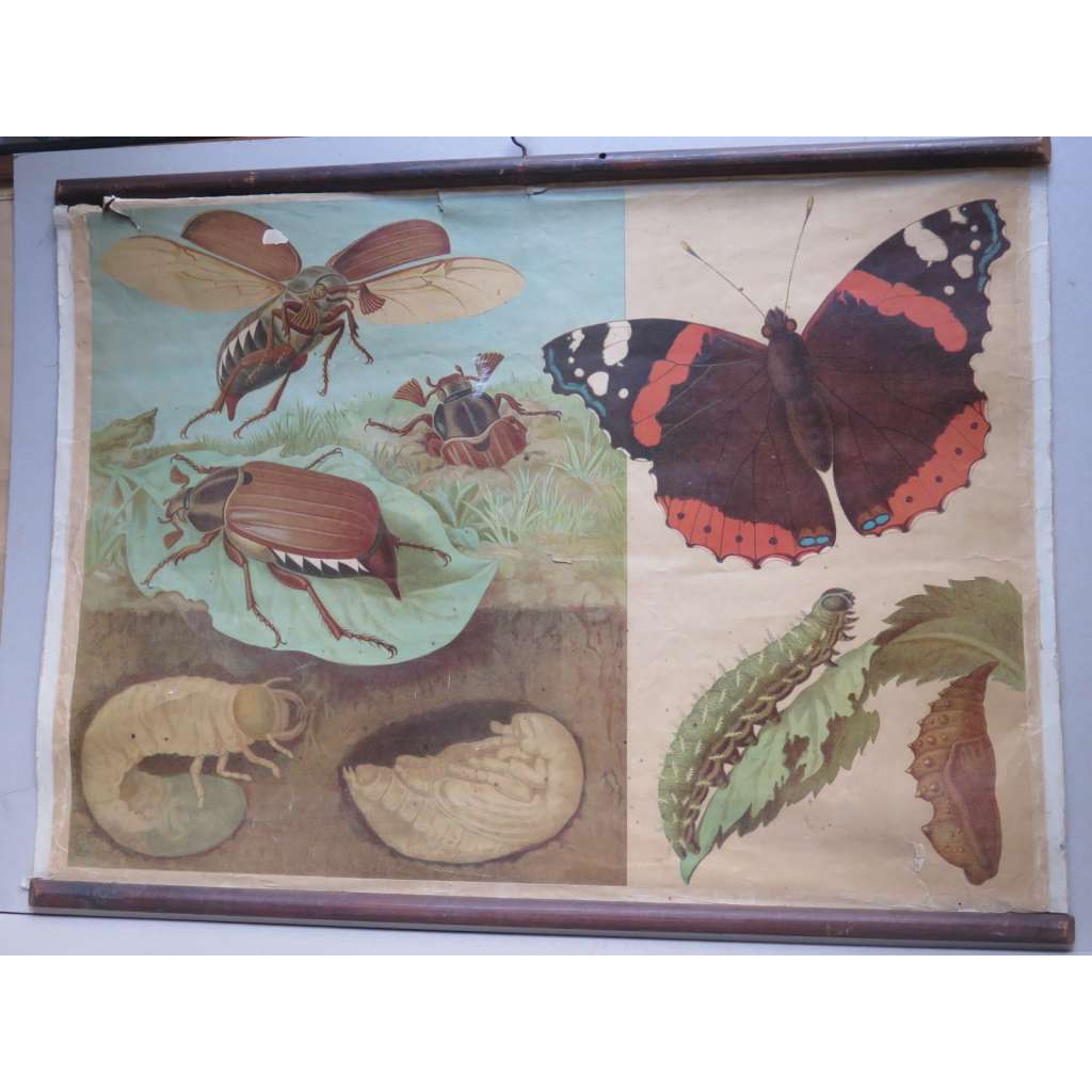 Chroust a Babočka admirál - hmyz - přírodopis - školní plakát