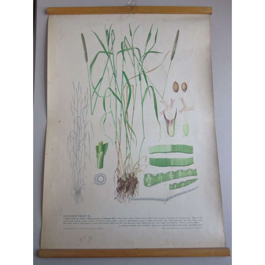 Bojínek luční - Kulturní trávy II - rostliny, byliny - přírodopis - školní plakát, výukový obraz
