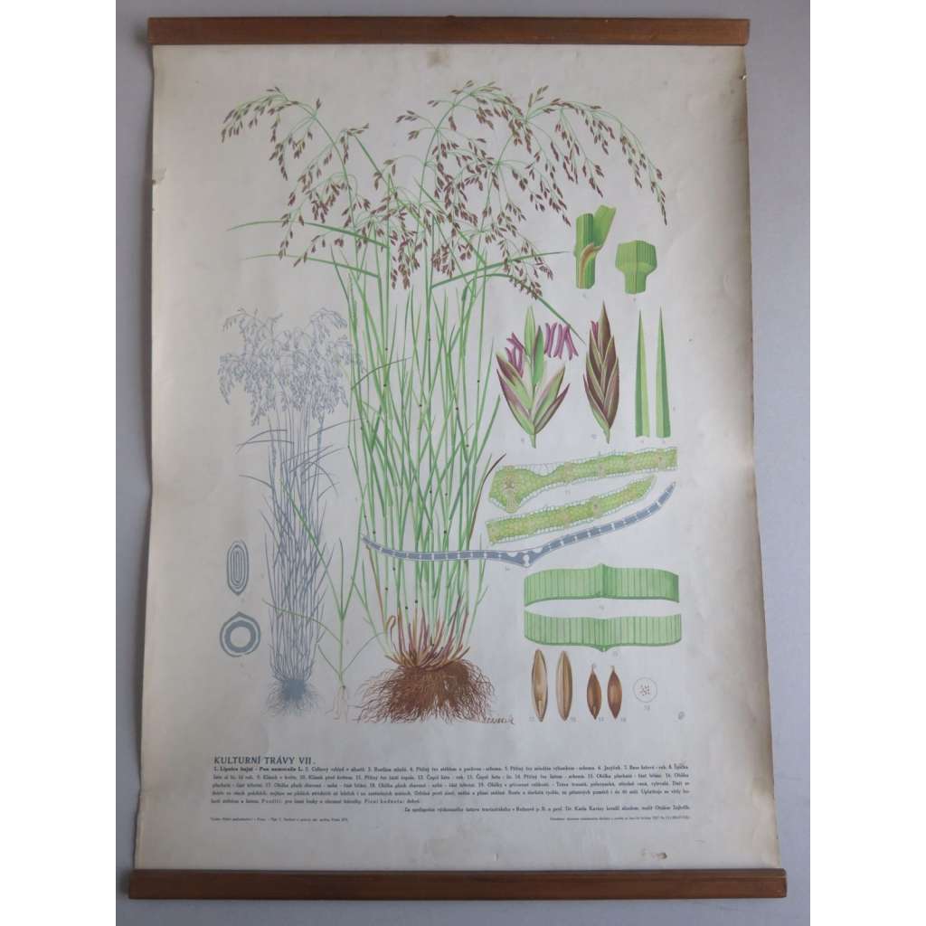 Lipnice hajní - Kulturní trávy VII - rostliny, byliny - přírodopis - školní plakát, výukový obraz
